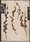 Foto von Salix aurita L.